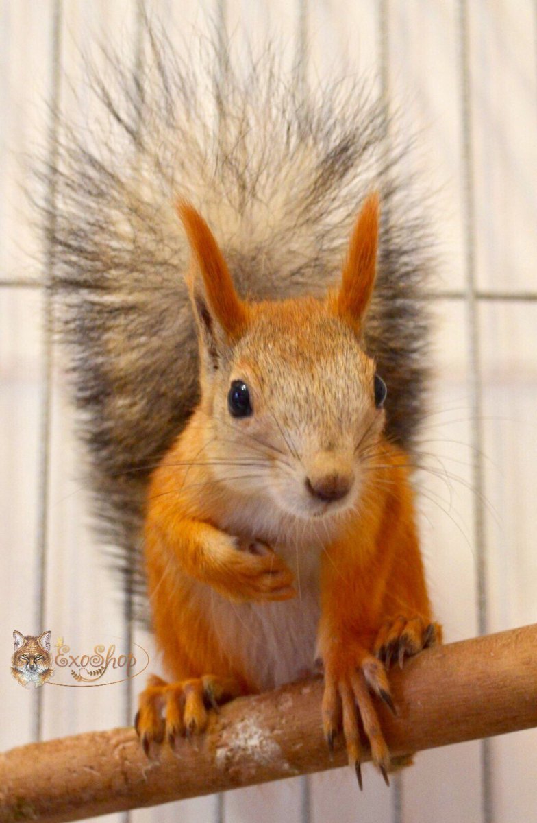 Экзо животные для дома