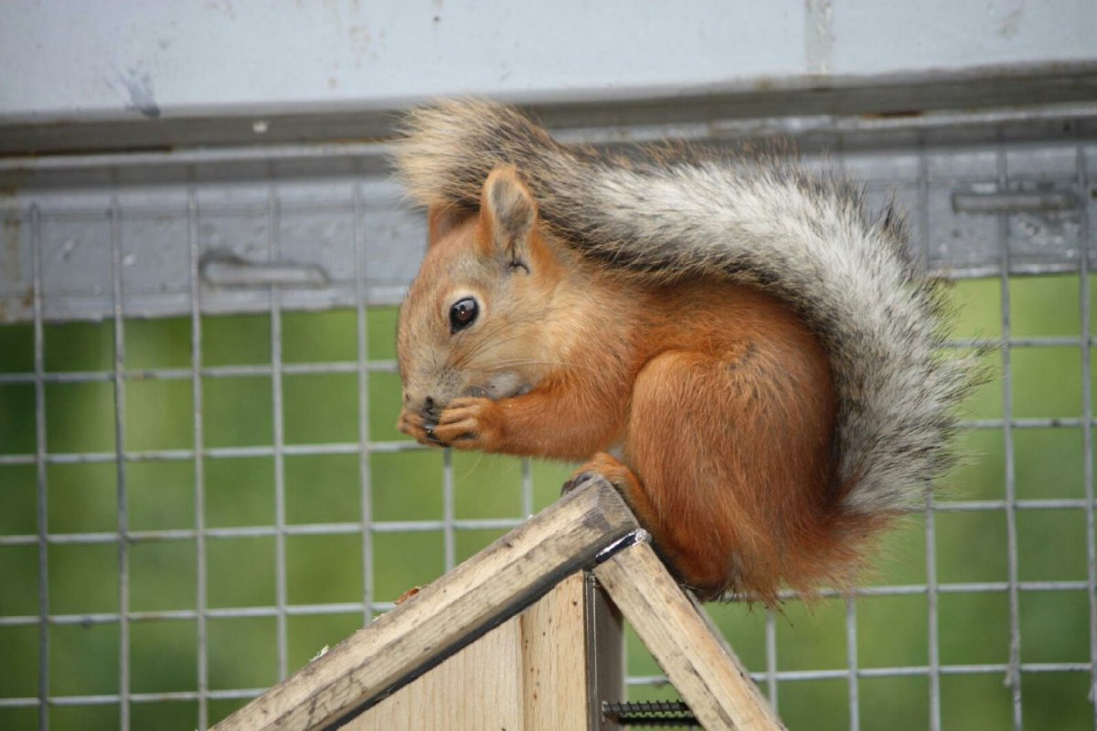 Московский зоопарк белка