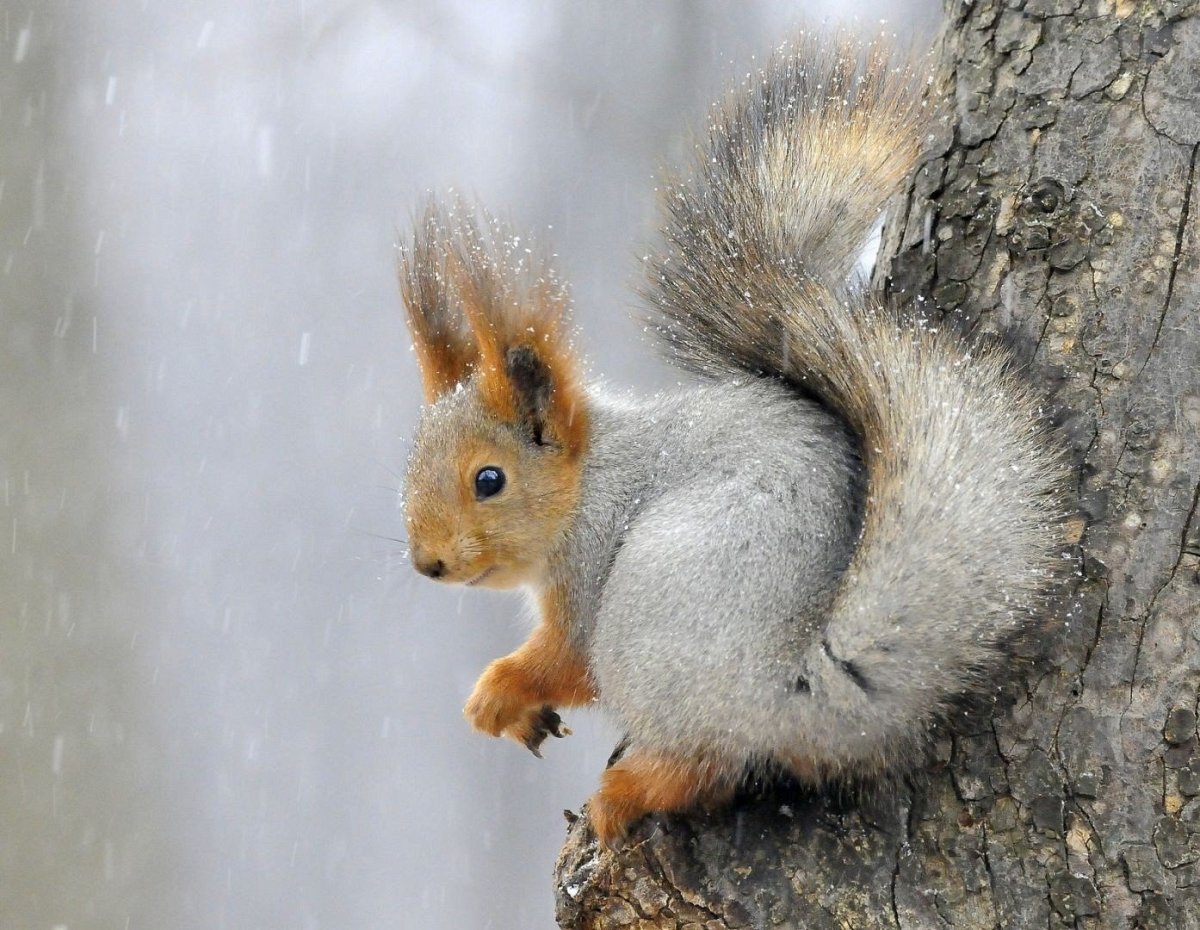 Королевская белка