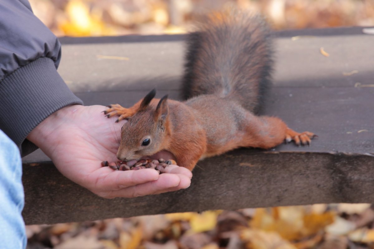Белка с рук ест орешки