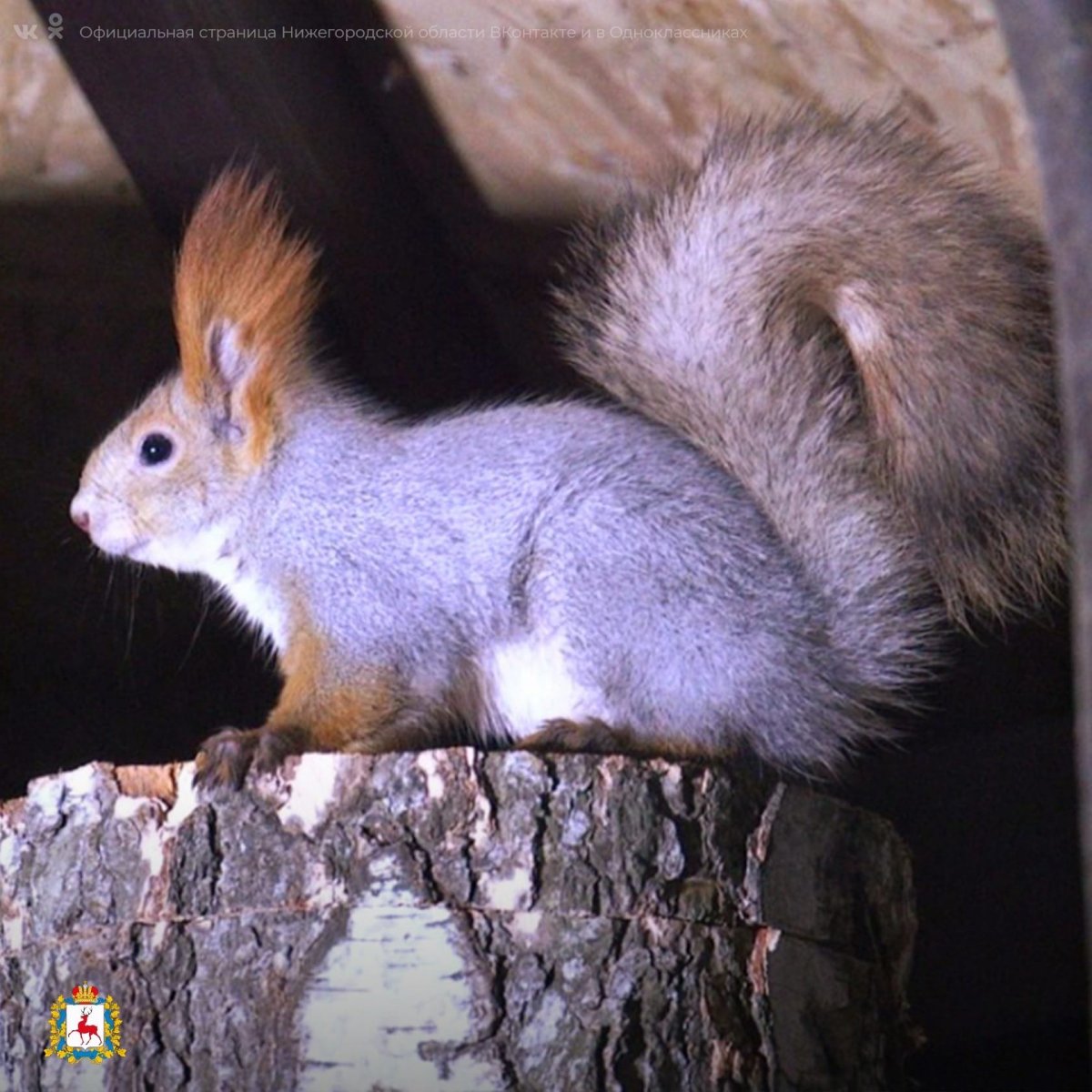 Шефство над белкой в парке