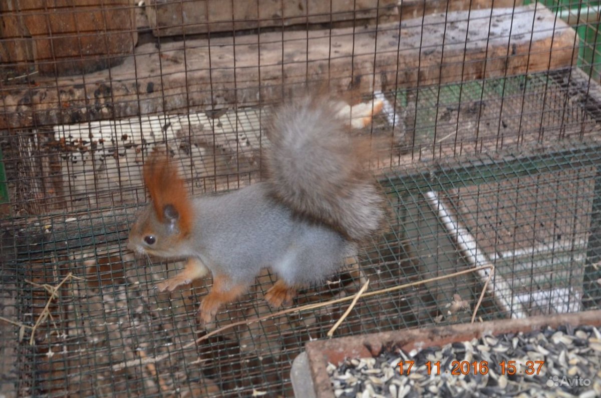 Белка 2 недельная Алтайская телеутка