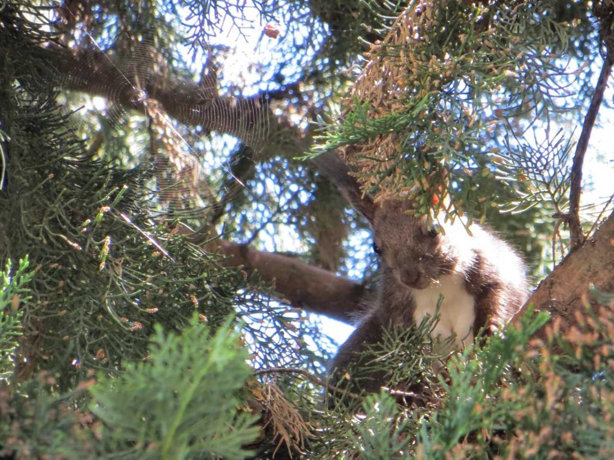 Белка в Сочи