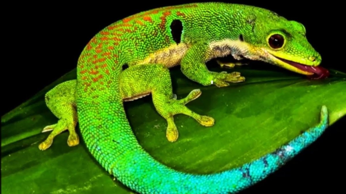 Тигровая амбистома аксолотль