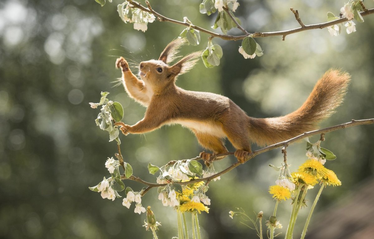 Животные весной