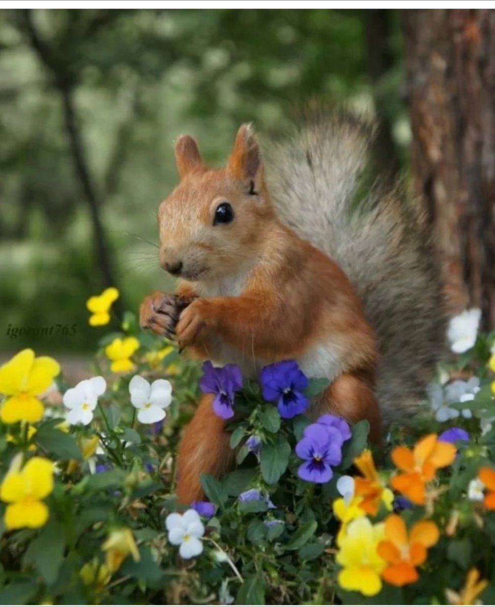 Белочка Весенняя