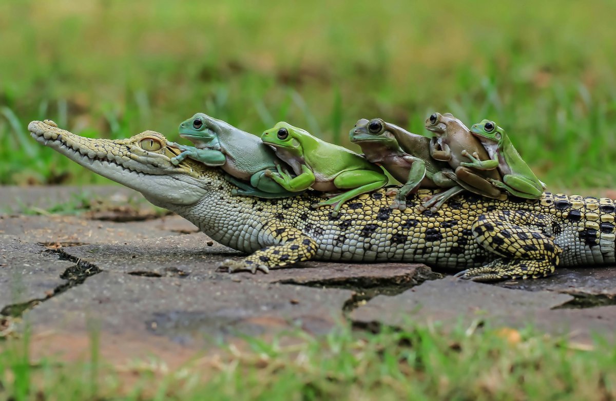 Огненная саламандра