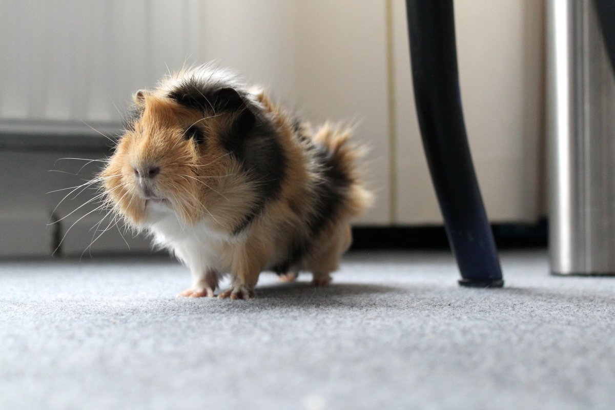 Абиссинская розеточная морская Свинка