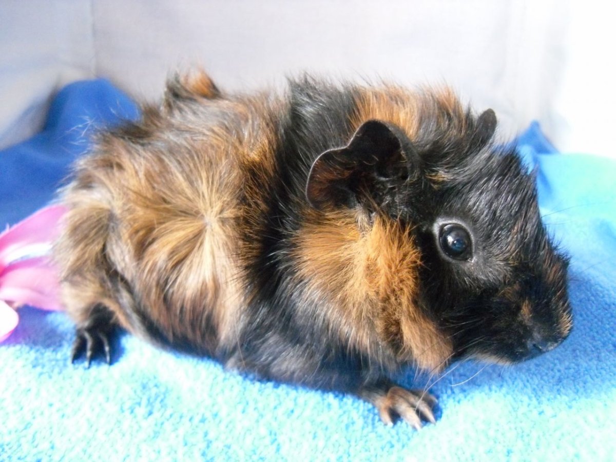 Розетчатая морская Свинка черная