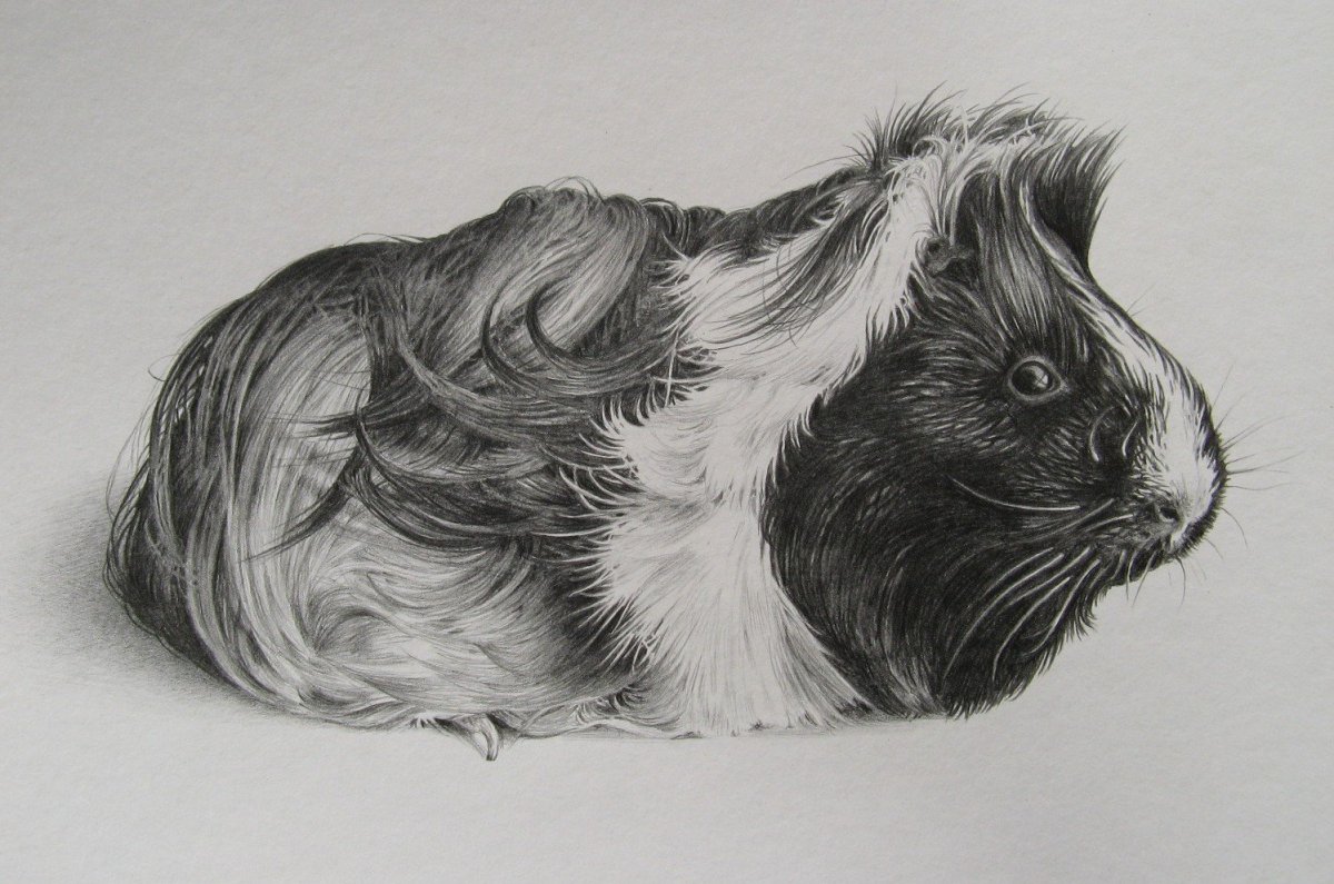 Морские свинки на углях