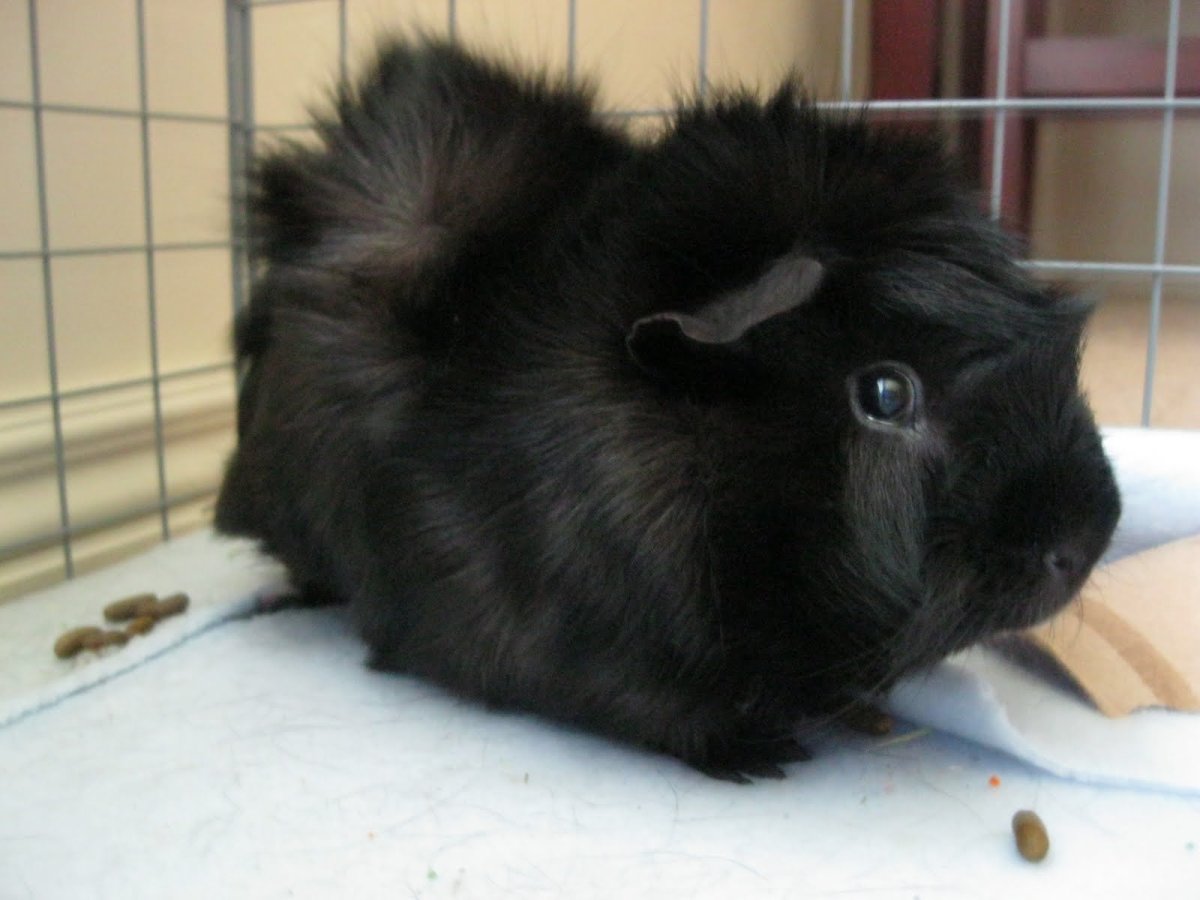 Розетчатая морская Свинка черная