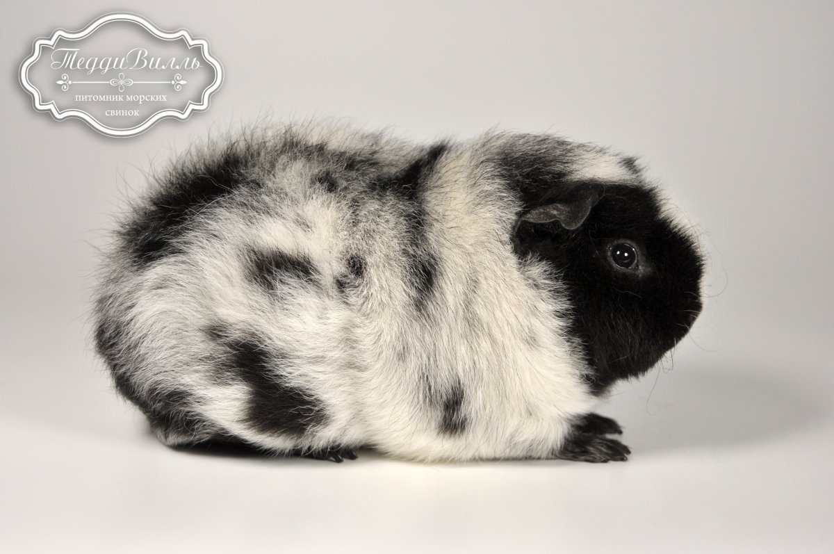 Морские свинки породы американский Тедди трехцветные