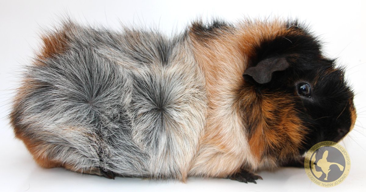 Морская Свинка розеточная длинношерстная