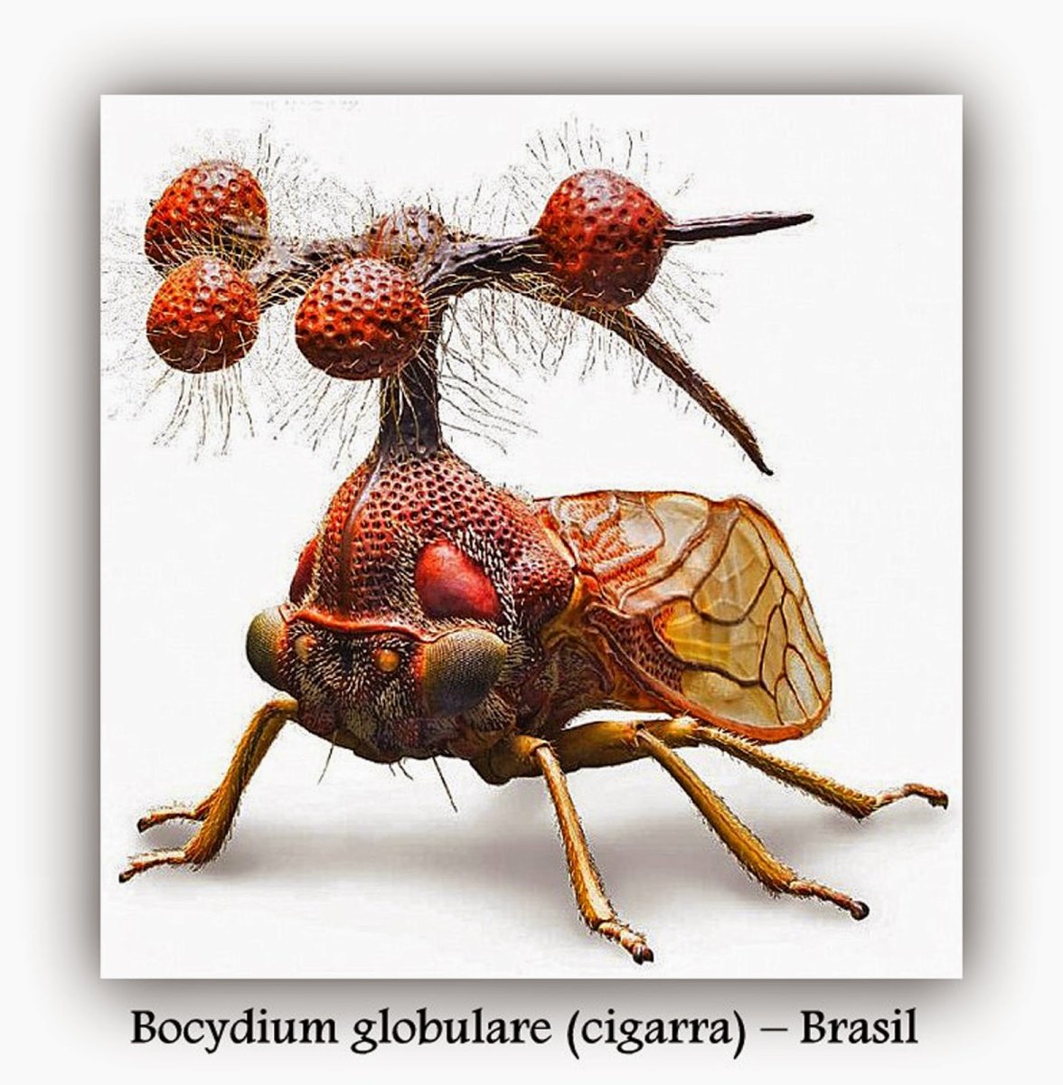 Canthigaster Cicada Fulgoromorpha