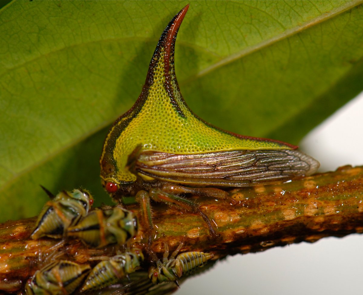 Umbonia crassicornis