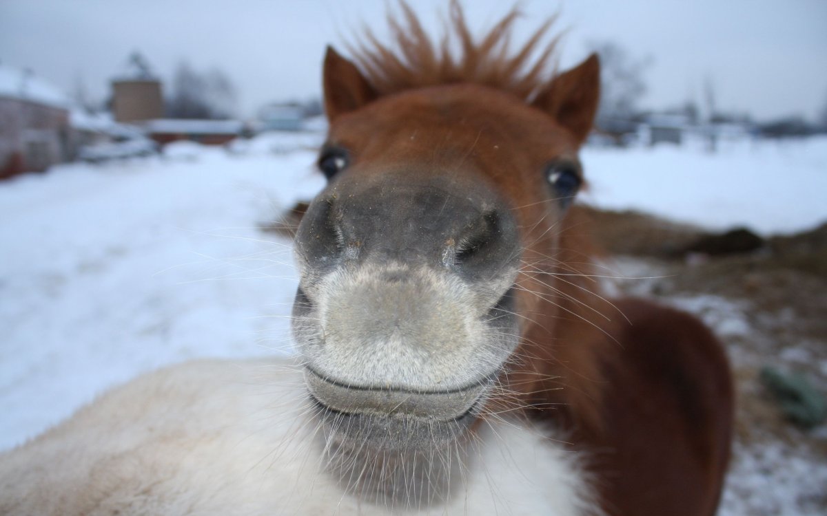 Довольная лошадь