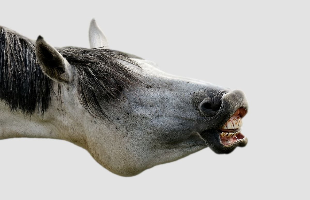 Смешные лошади