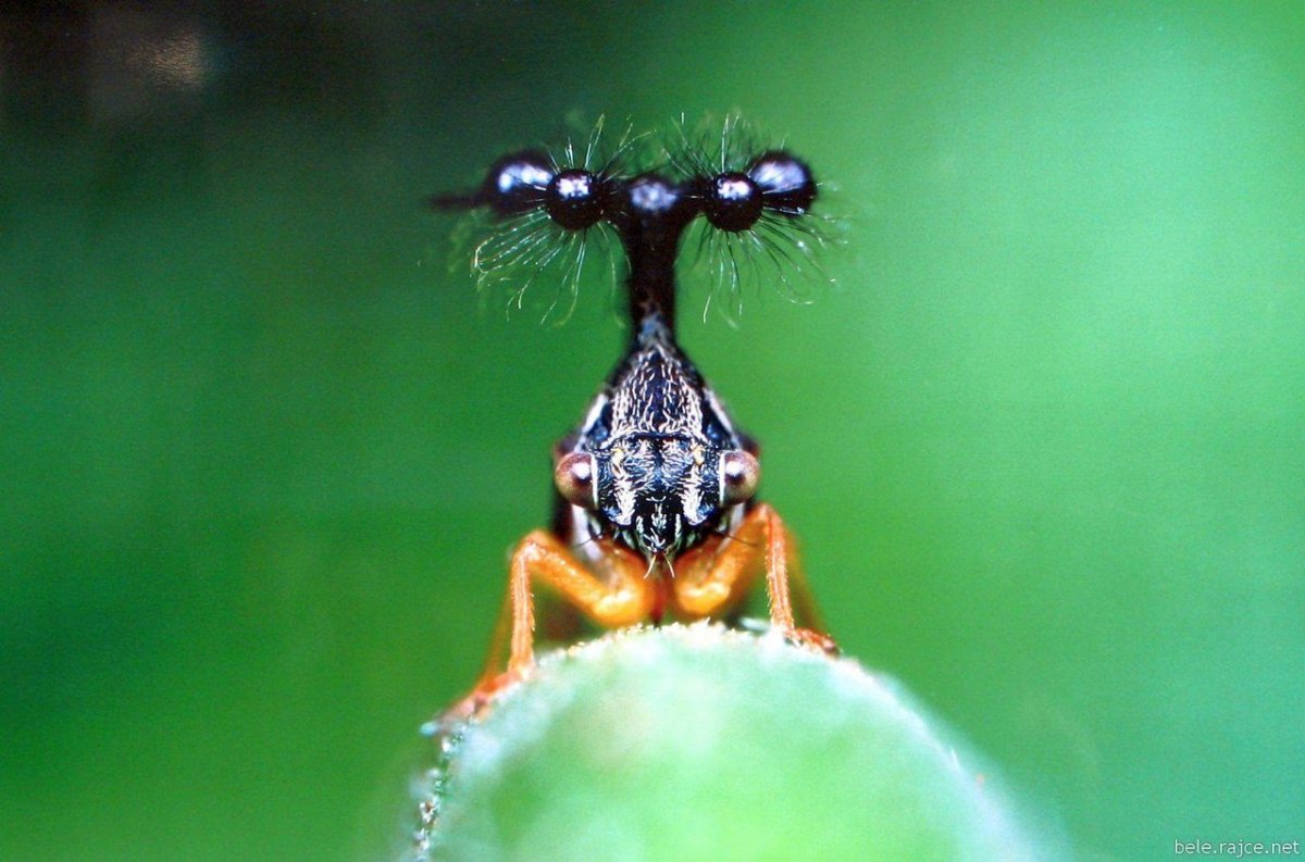 Жук Горбатка бразильская