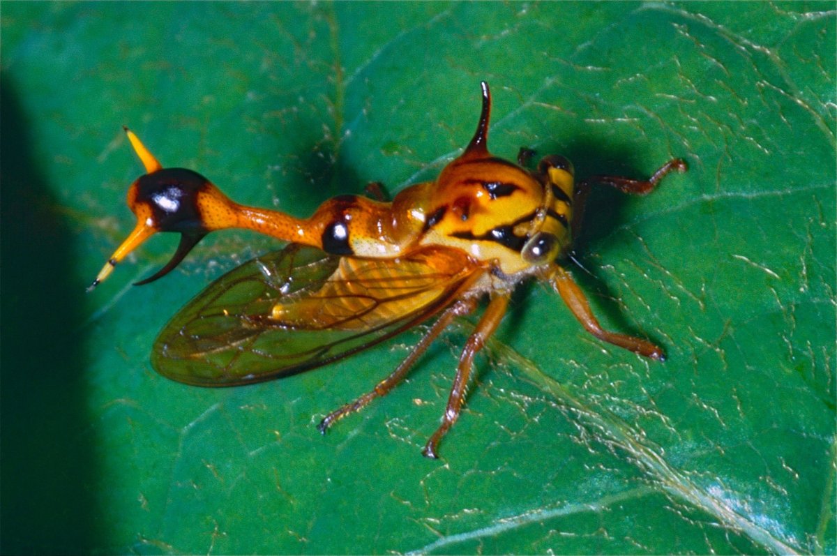 Бодушка бизонья