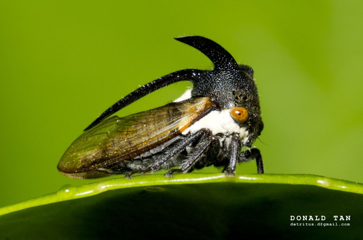 Жук щитник черепашка