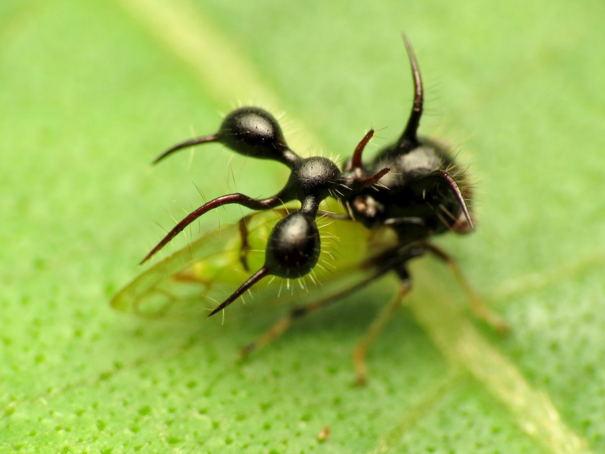 Нимфа Горбатки