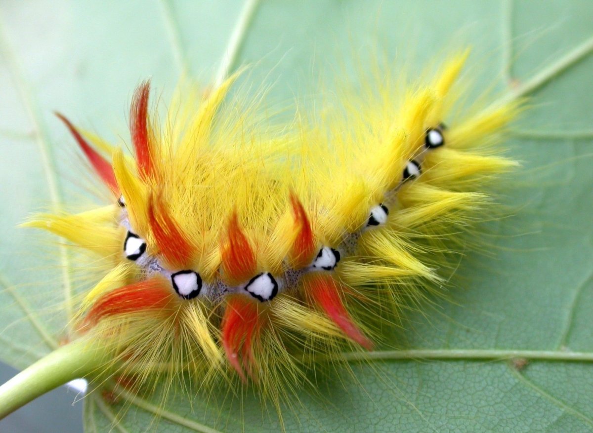 Жук Горбатка бразильская