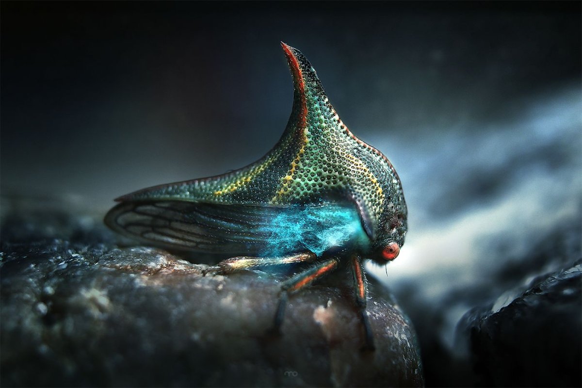 Глаза Стрекозы