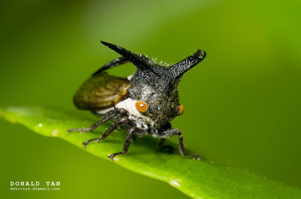 Горбатка насекомое
