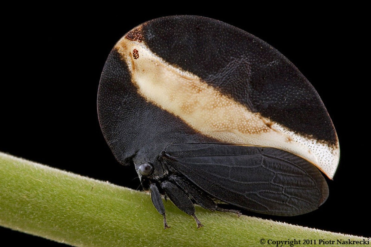 Горбатка цифония клавата