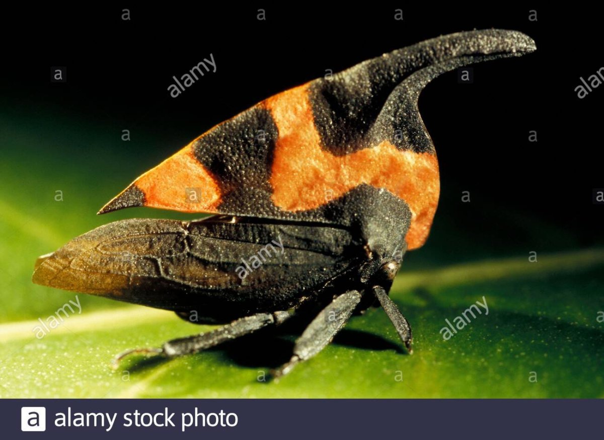 Интересные насекомые