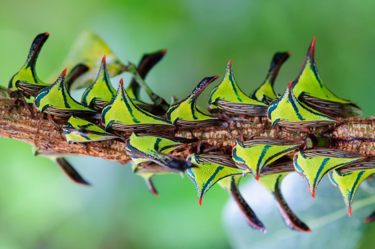 Гусеница бабочки Мадагаскарская Комета