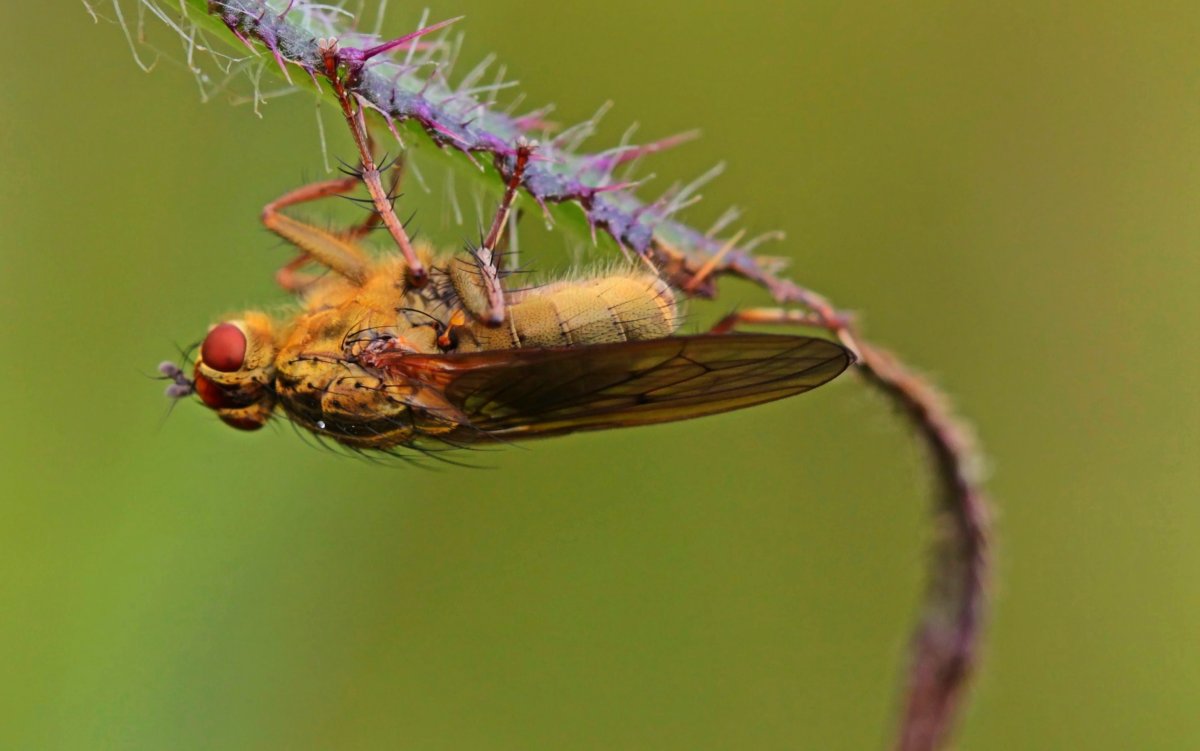 Treehoppers Aetalionidae