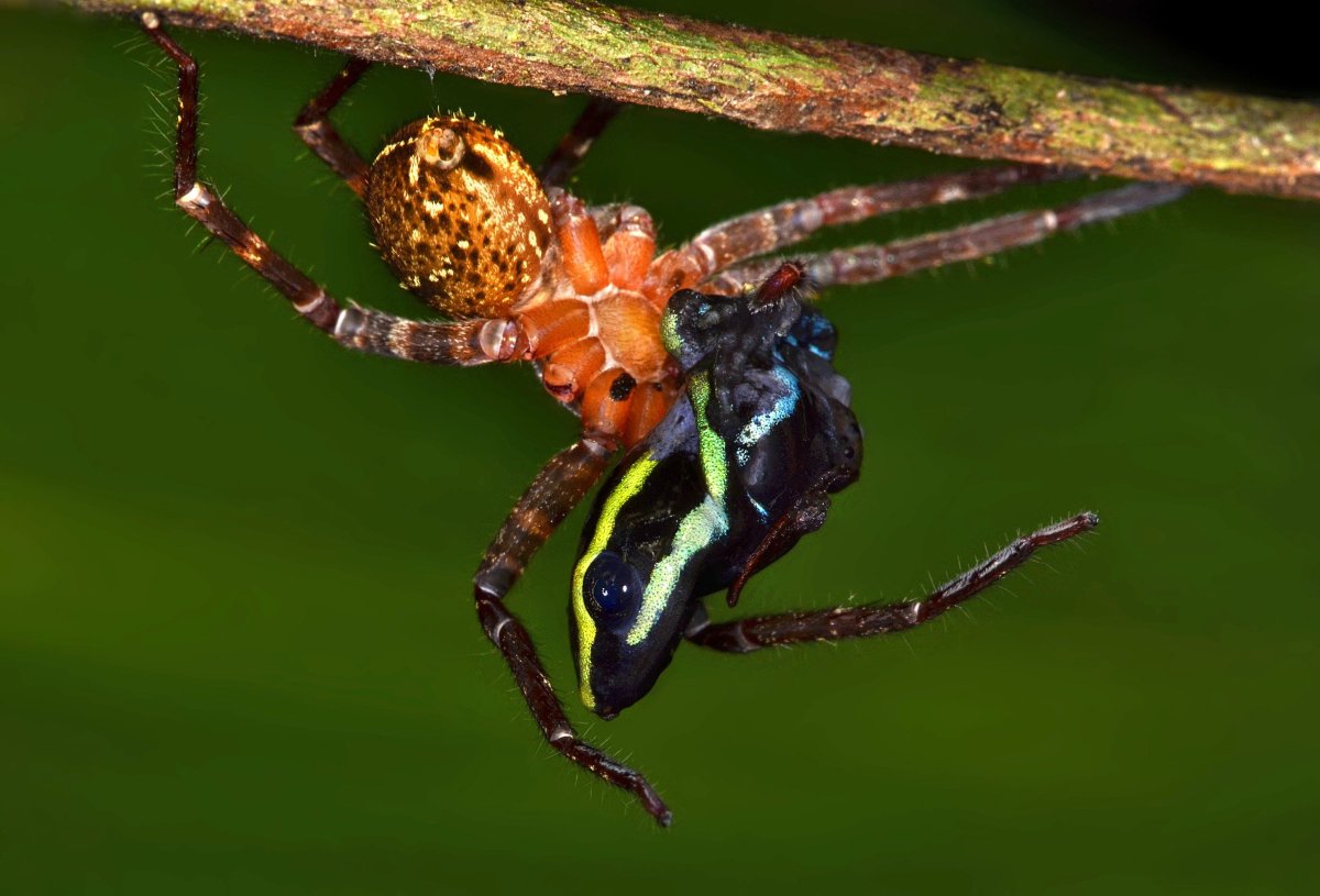 Большая Гарпия гусеница