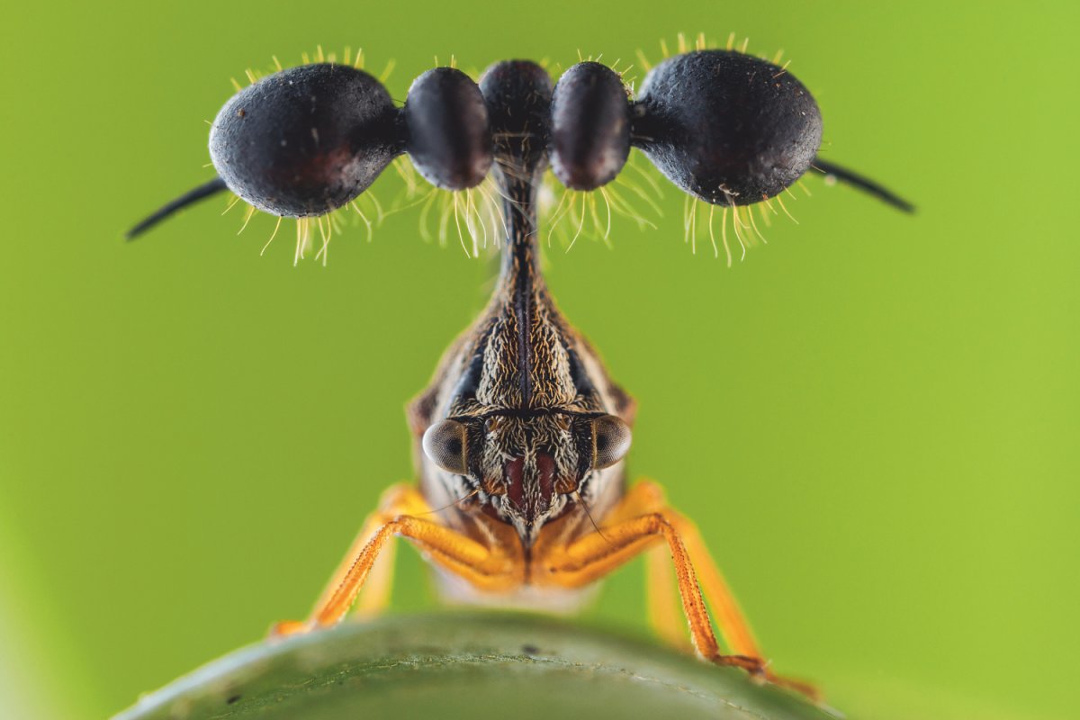 Бразильская Горбатка интересные факты