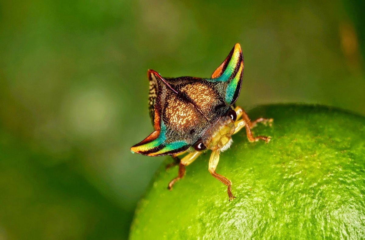 Жук Горбатка бразильская