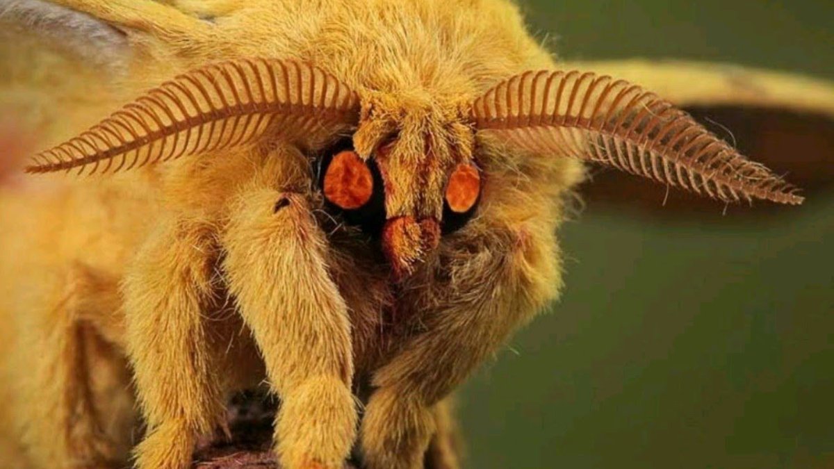 Гусеница бабочки Carthaea saturnioides