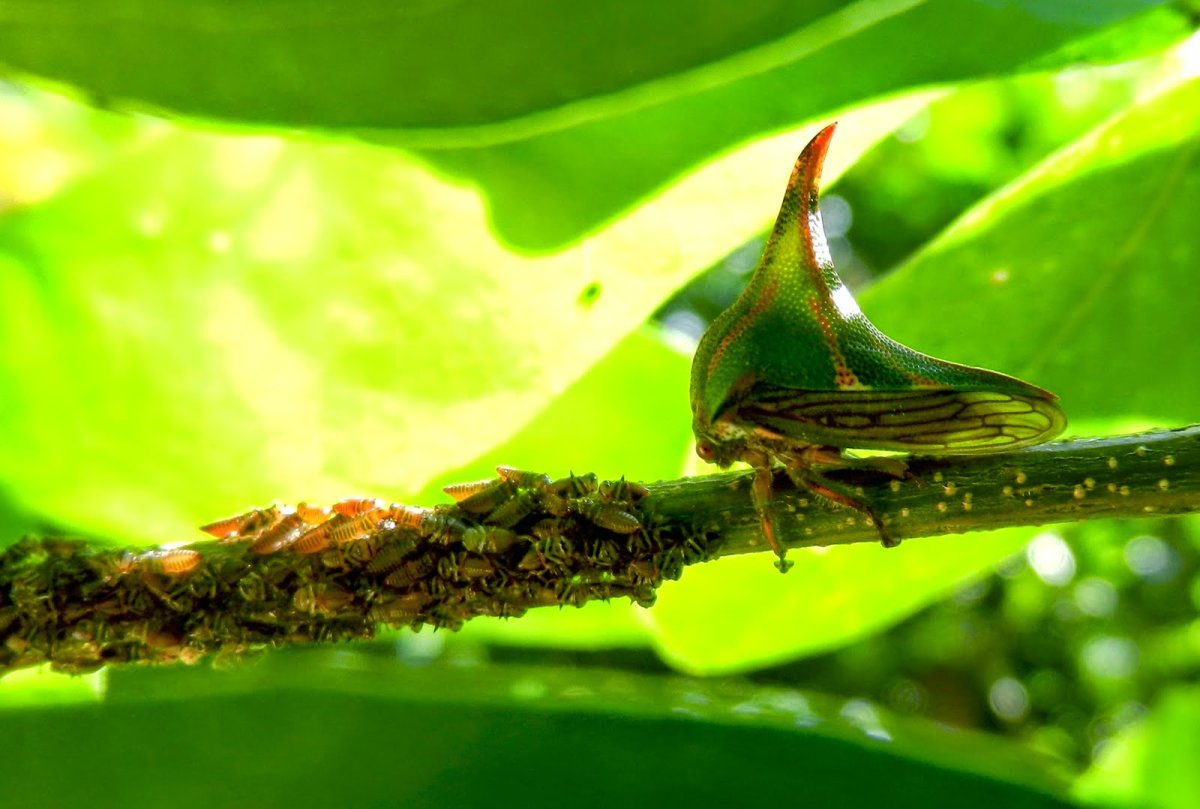 Иглистый дьявол кузнечик