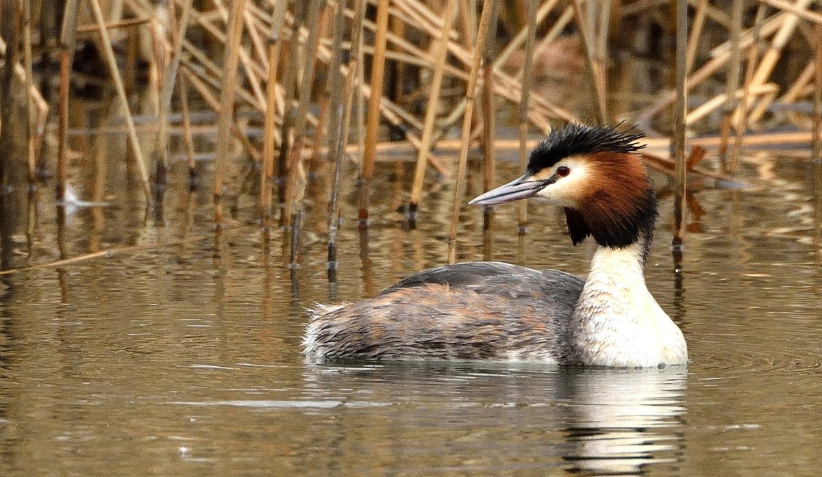 Крохаль лысуха утка