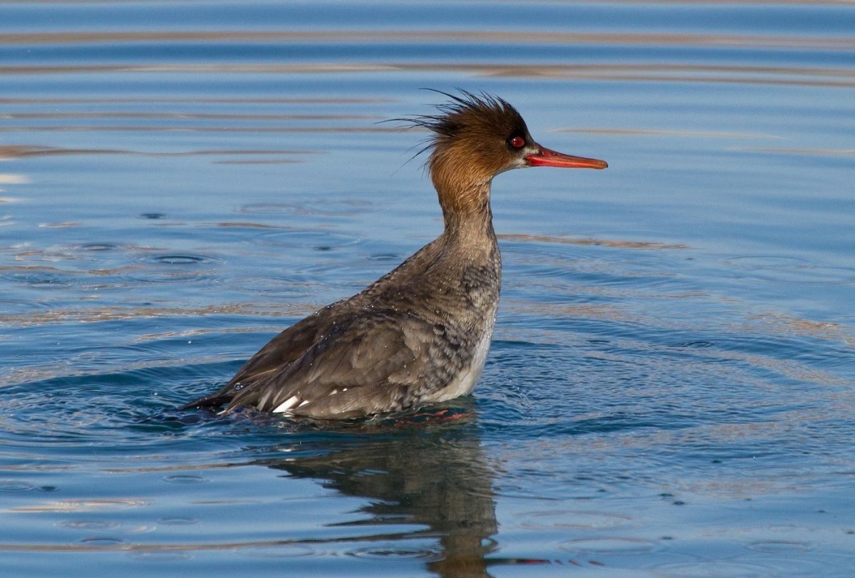 Нырок чомга