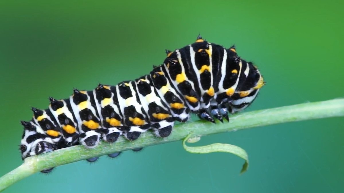 Гусеница бабочки Махаон коричневые