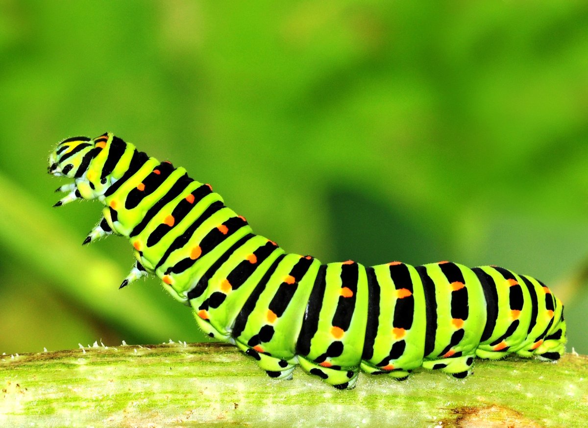 Гусеница бабочки Лёви