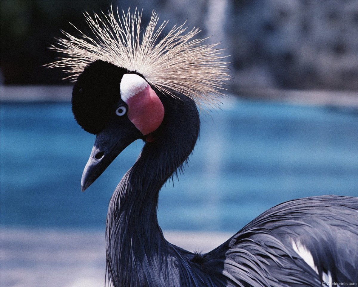 Красивая птица с длинной шеей