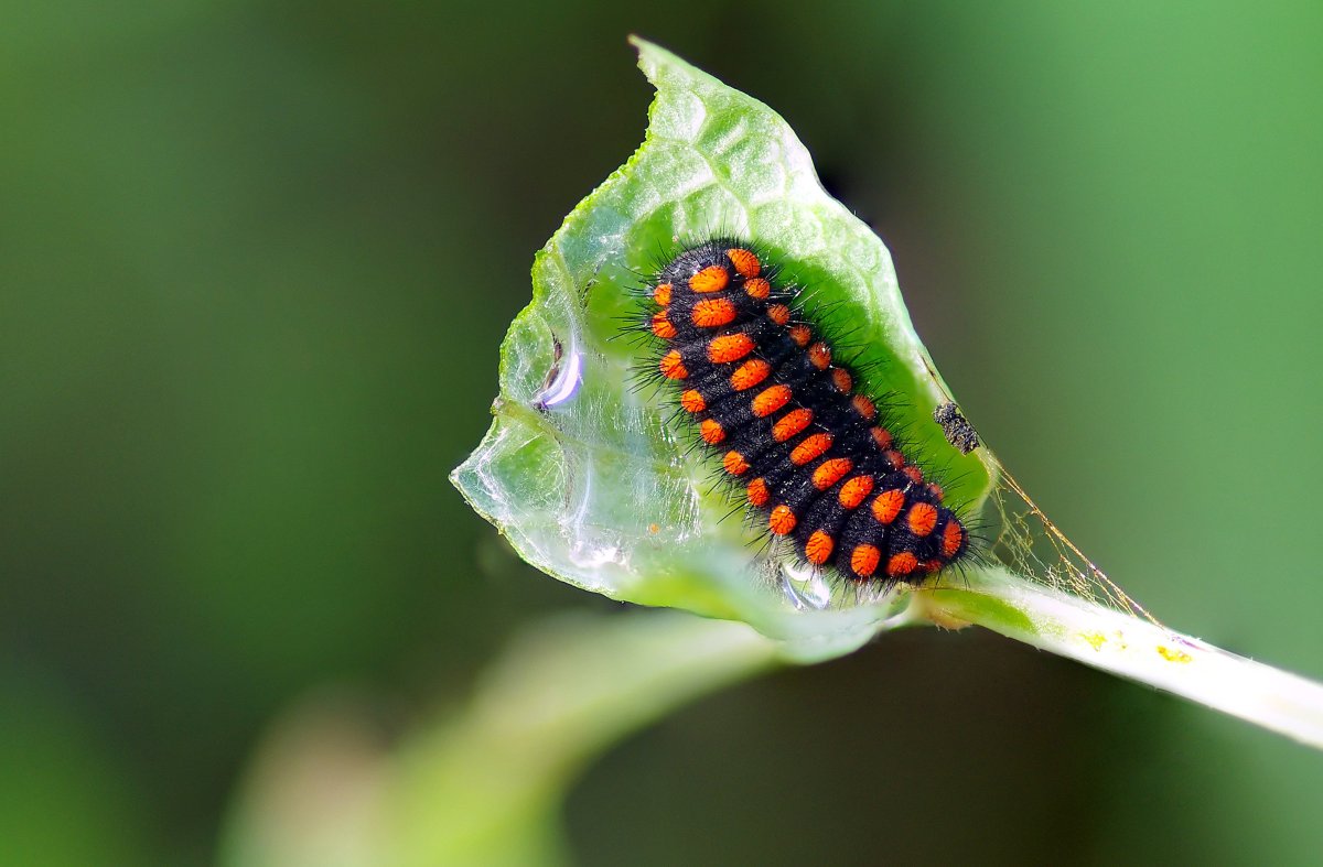Гусеница Махаона ядовитая