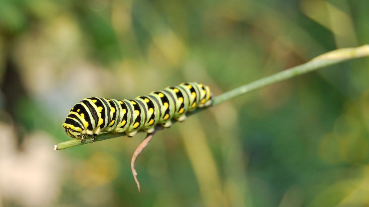 Гусеница Black Swallowtail