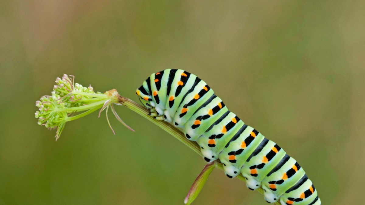 Swallowtail Caterpillar гусеница