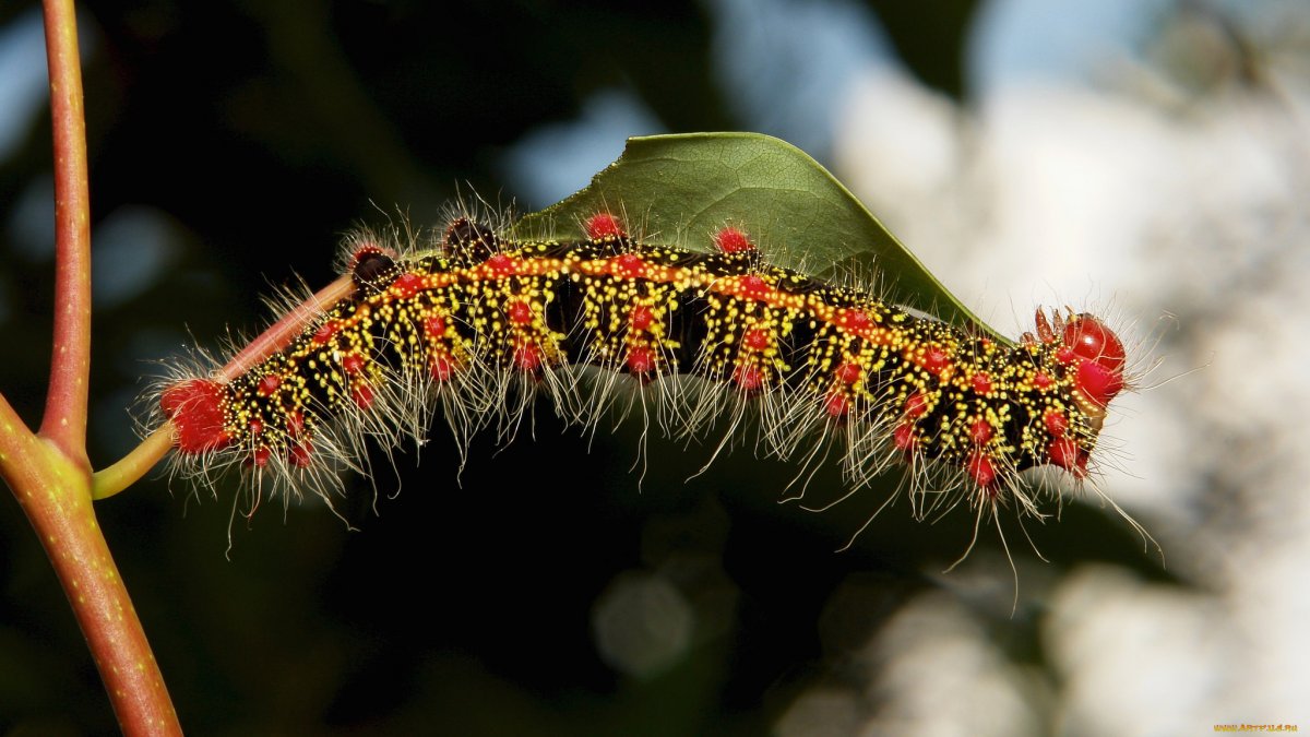 Гусеница мотылька Saturniidae
