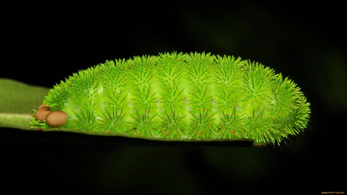 Гусеница на ветке