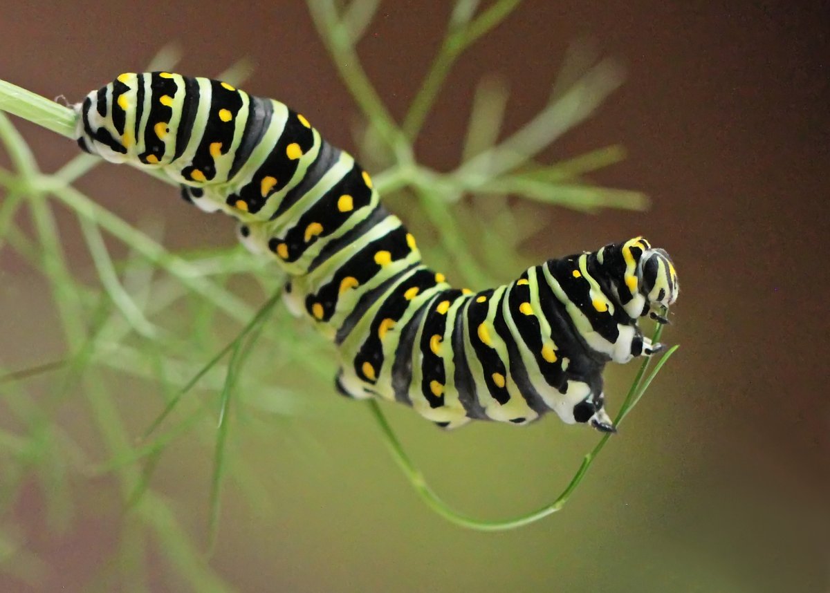 Гусеница Махаона