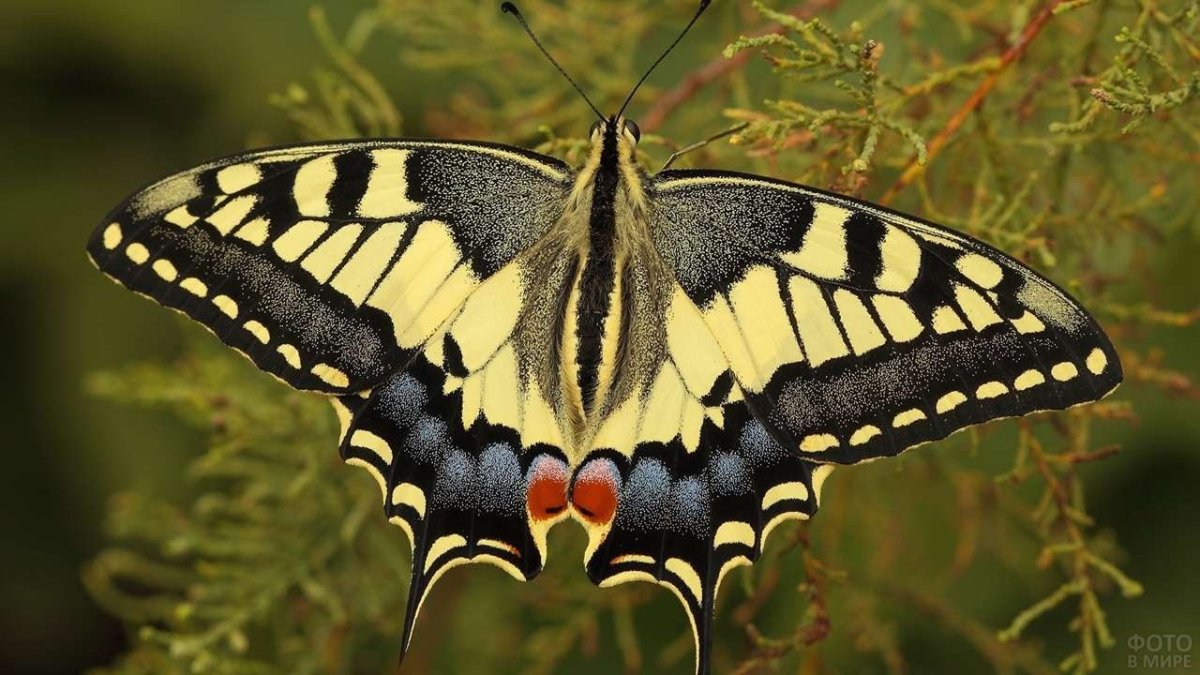 Бабочка Махаон и капустница