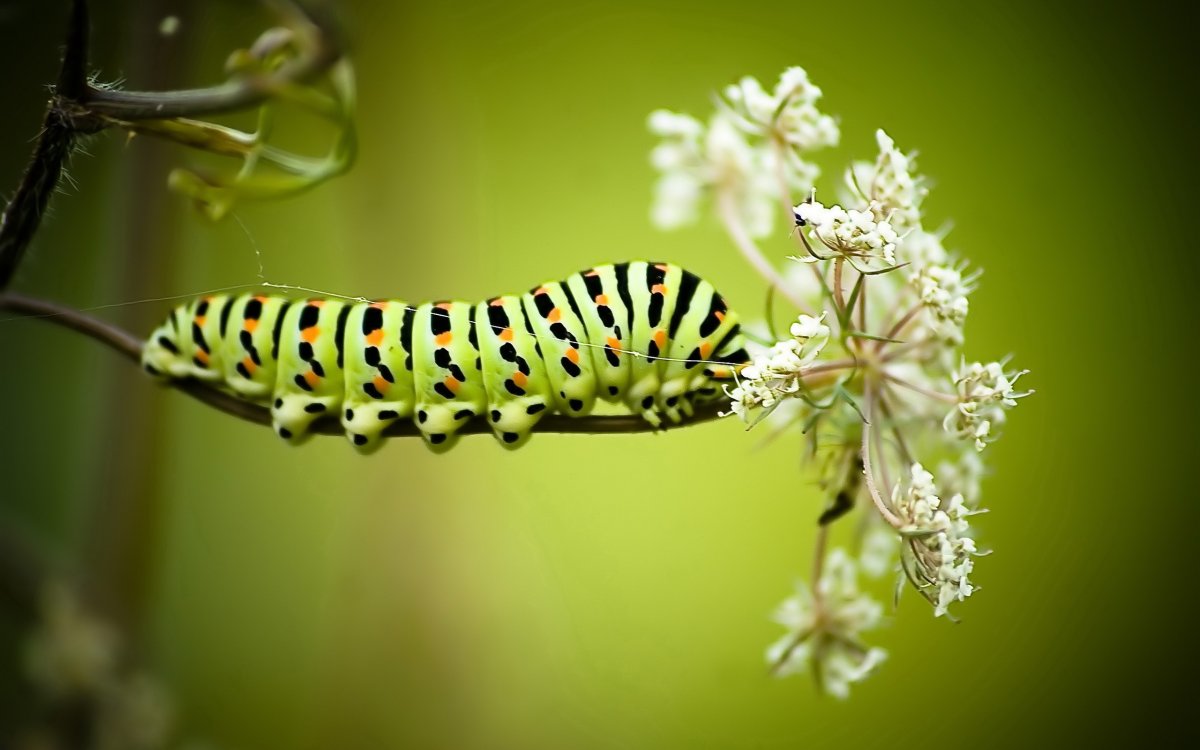 Papilio Machaon гусеница